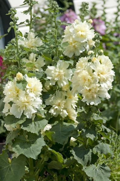 Hollyhock 'Spring Lemon' 4" Pot - Image 3