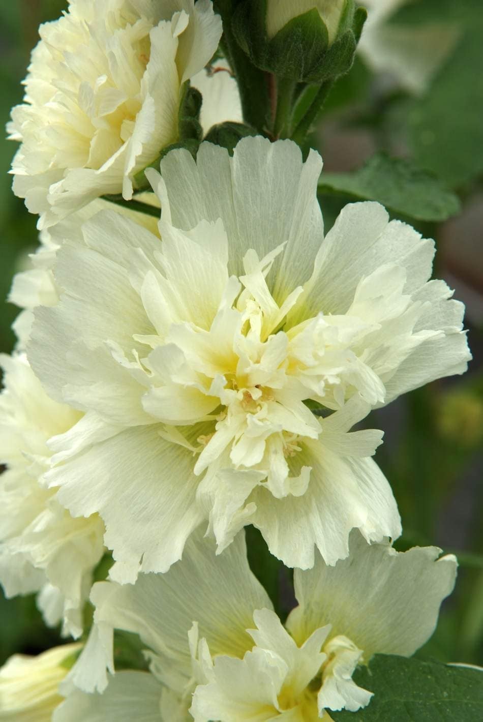 Hollyhock 'Spring Lemon' 4" Pot - Image 4