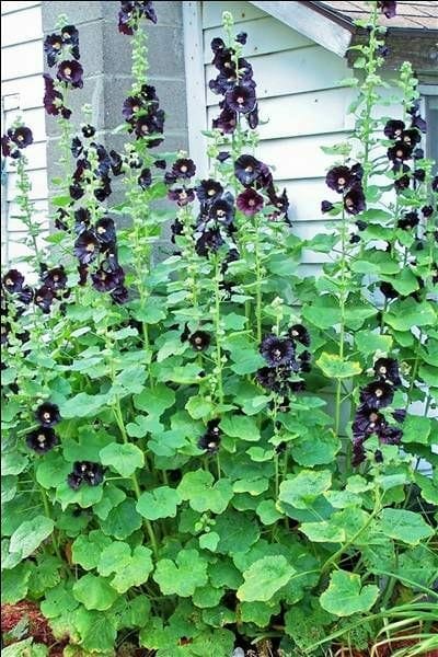 Hollyhock 'The Watchman' 4" Pot - Image 4