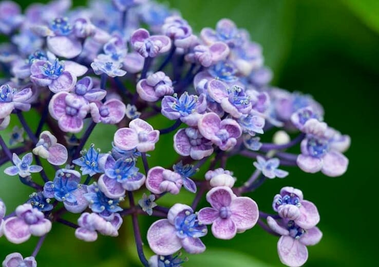 Hydrangea 'Ayesha' - Image 3