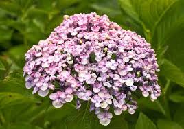 Hydrangea 'Ayesha' - Image 2