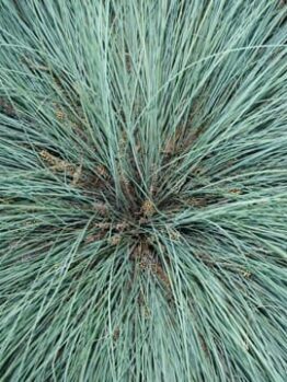 A close-up of dense, thin blades of Lomandra Highlight™ 'Silver Blue' radiating outward in a 6" pot.