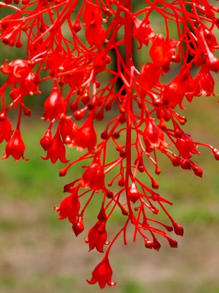 Brachychiton 'Illawarra Flame Tree' 10" Pot - Image 3
