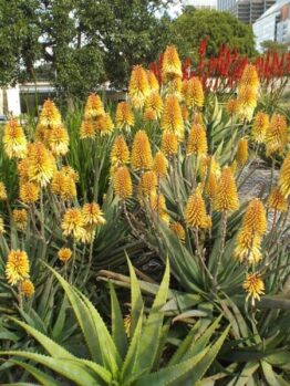 Aloe 'Moonglow™' in a 7" pot, along with other yellow and red flowering aloes, flourishes in the garden amidst city buildings and trees.