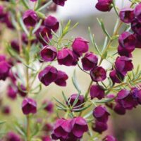 Close-up of vibrant Boronia 'Purple Jared' blossoms with slender green leaves, set against a blurred background, as if emerging from a 6" pot.
