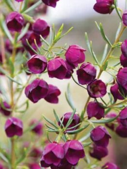 Close-up of vibrant Boronia 'Purple Jared' blossoms with slender green leaves, set against a blurred background, as if emerging from a 6" pot.
