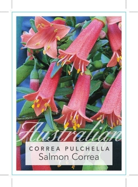 Correa pulchella 'Salmon Fuchsia' 6" Pot - Image 2