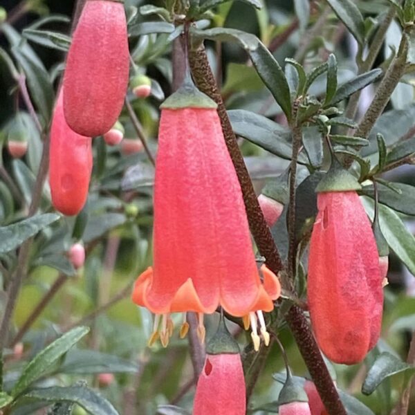 Close-up of Correa pulchella 'Native Fuchsia' flowers with green leaves, showing partially open tubular pink blossoms and stamens on a blurred natural background.