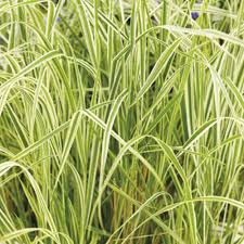 Calamagrostis 'Overdam' Feather Reed Grass - Image 3