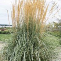 Tall Grasses (over 1m)