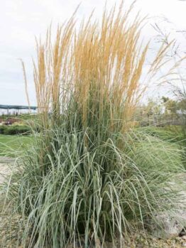 Feather Reed Grass