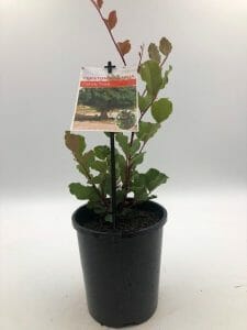Ceratonia 'Carob Tree' 6" Pot - Image 7