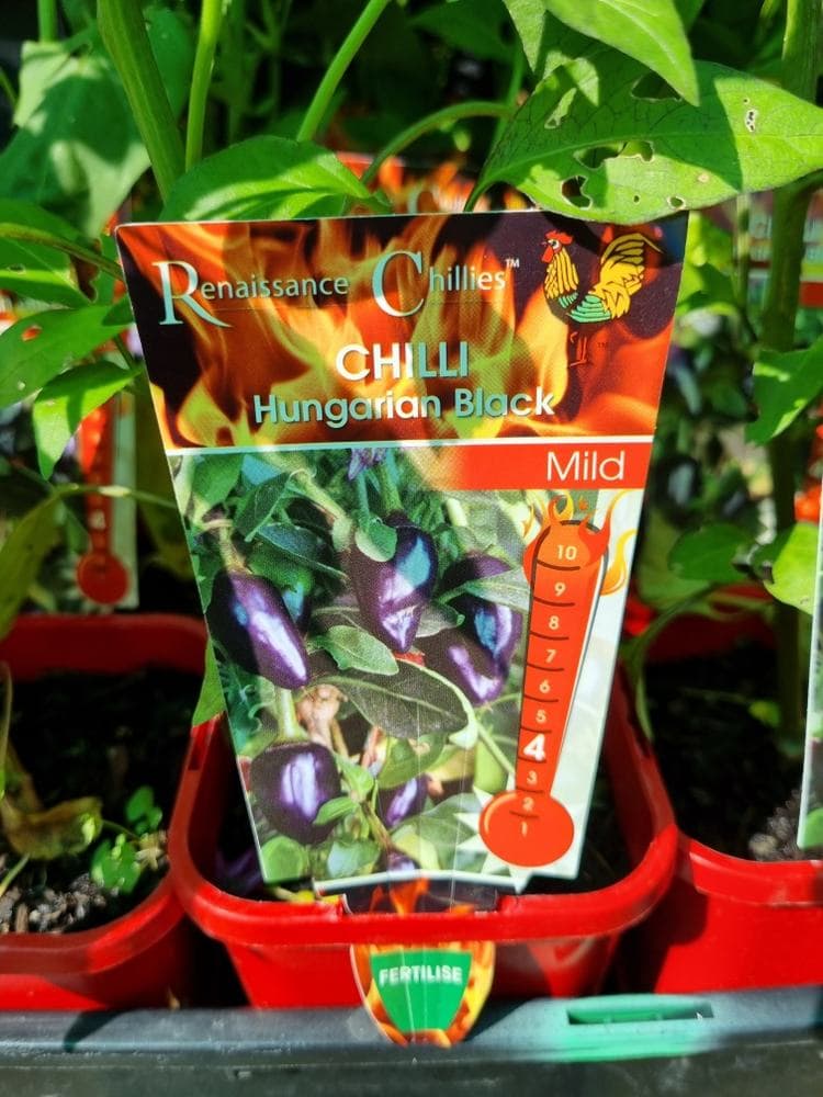 Capsicum 'Hungarian Black' Chilli Pepper 4" Pot - Image 5