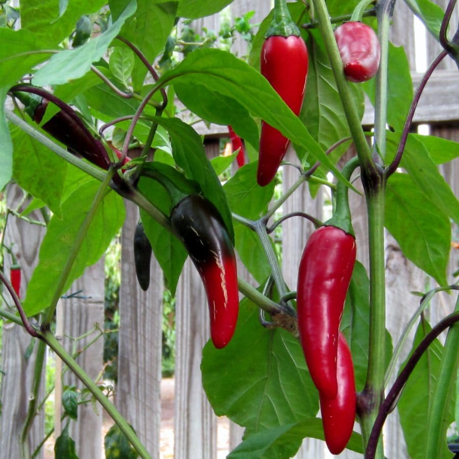 Capsicum 'Hungarian Black' Chilli Pepper 4" Pot - Image 3