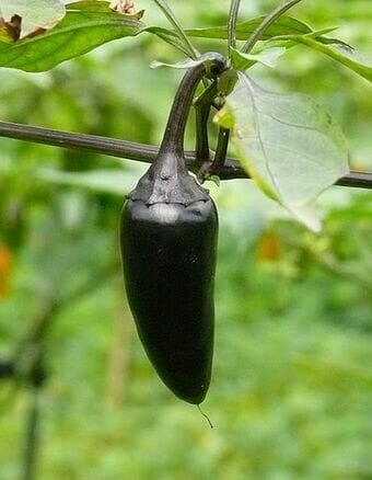 Capsicum 'Hungarian Black' Chilli Pepper 4" Pot - Image 4