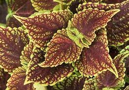 Close-up of Coleus 'Coleosaurus' 6" Pot, displaying vibrant leaves with intricate patterns in burgundy and green.