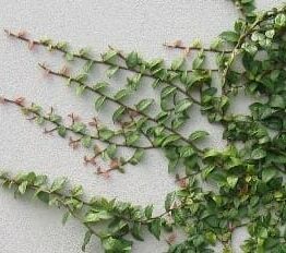 Ficus pumila Minima cimbing across a wall