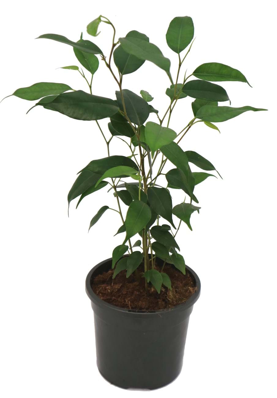 Ficus excotica 'Weeping Fig' 7" Pot - Image 4
