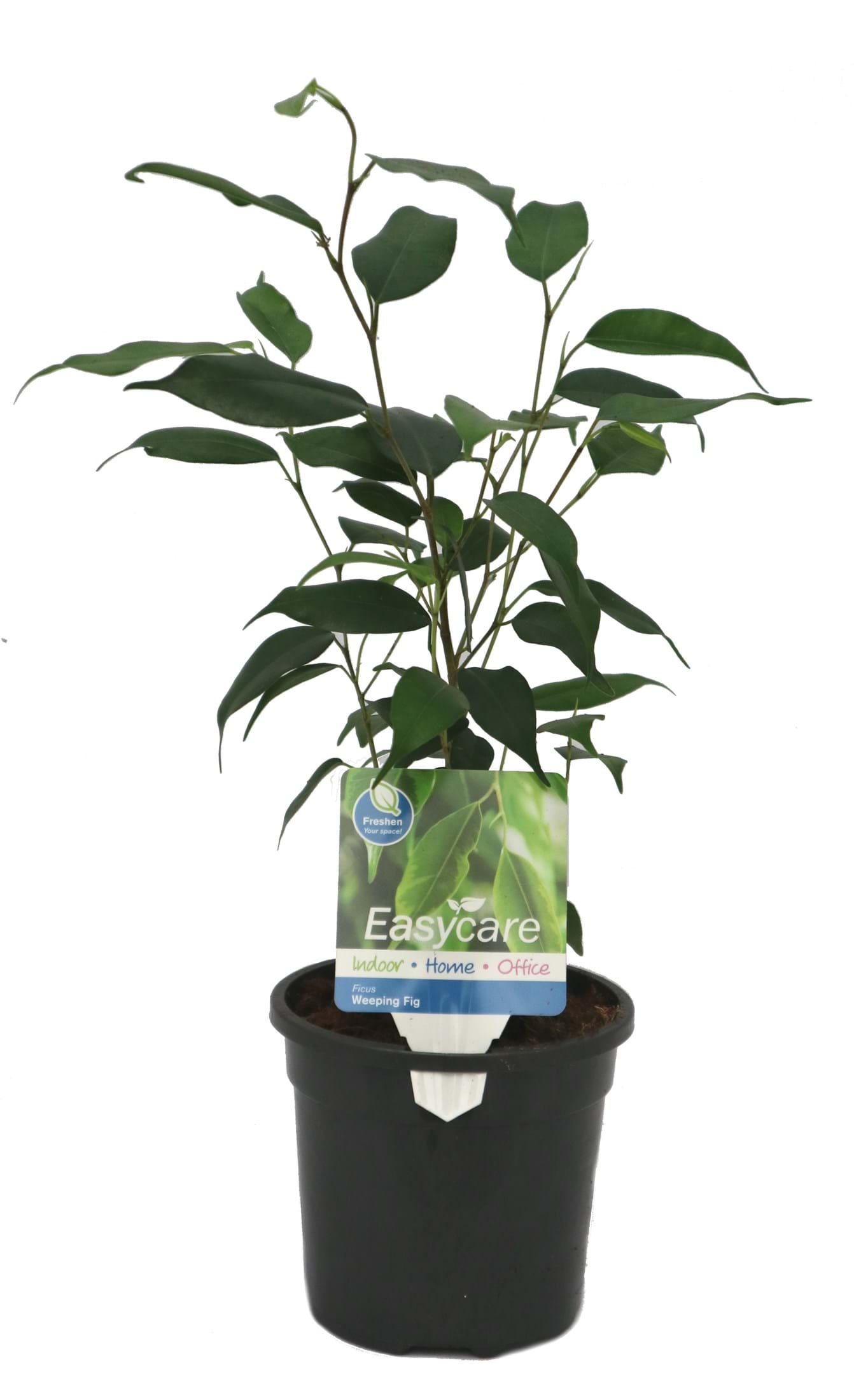 Ficus excotica 'Weeping Fig' 7" Pot - Image 5