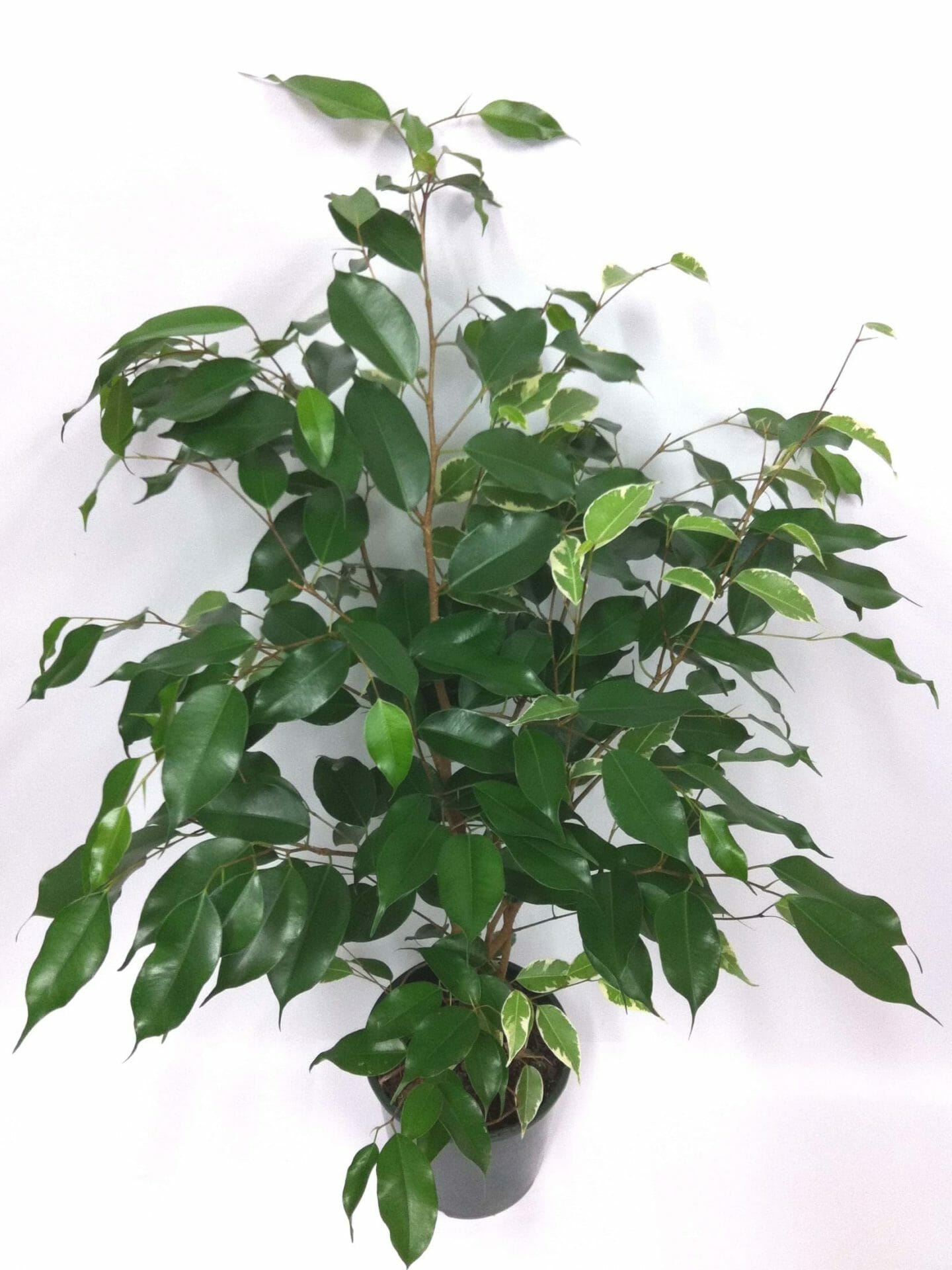 Ficus excotica 'Weeping Fig' 7" Pot - Image 3
