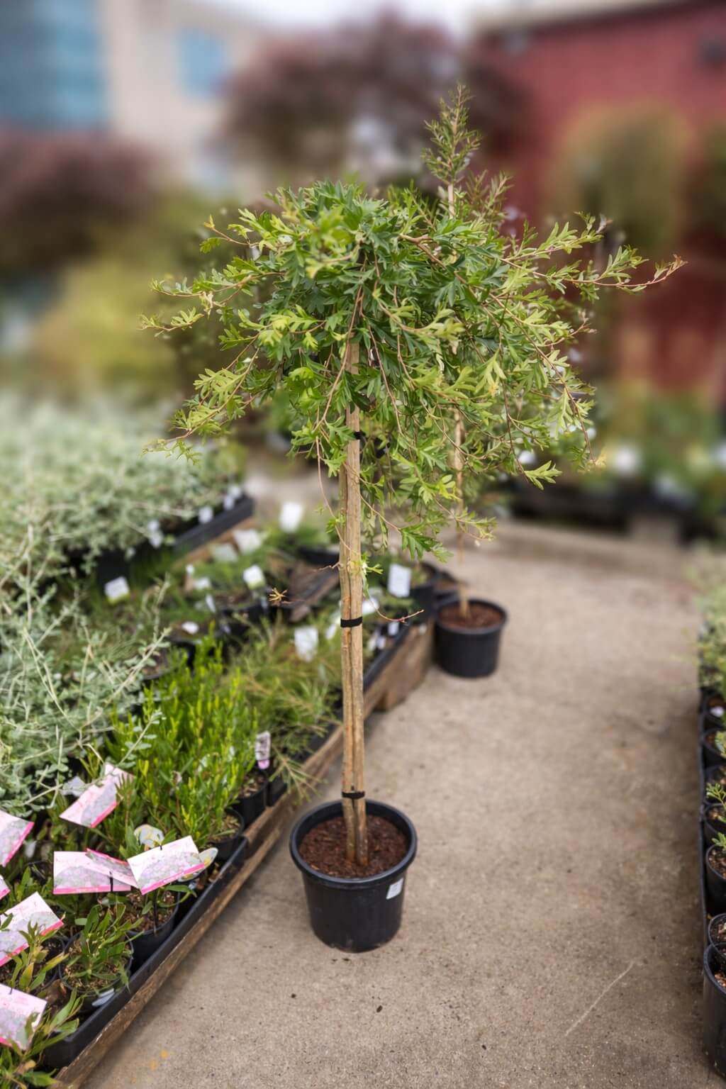 A Eucalyptus 'Baby Blue' in a 40cm pot sits on concrete among other potted plants at an outdoor garden centre, its round leafy crown adding fresh greenery.