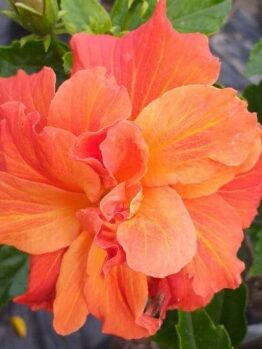 Hibiscus 'Dj O'Brien' 8" Pot