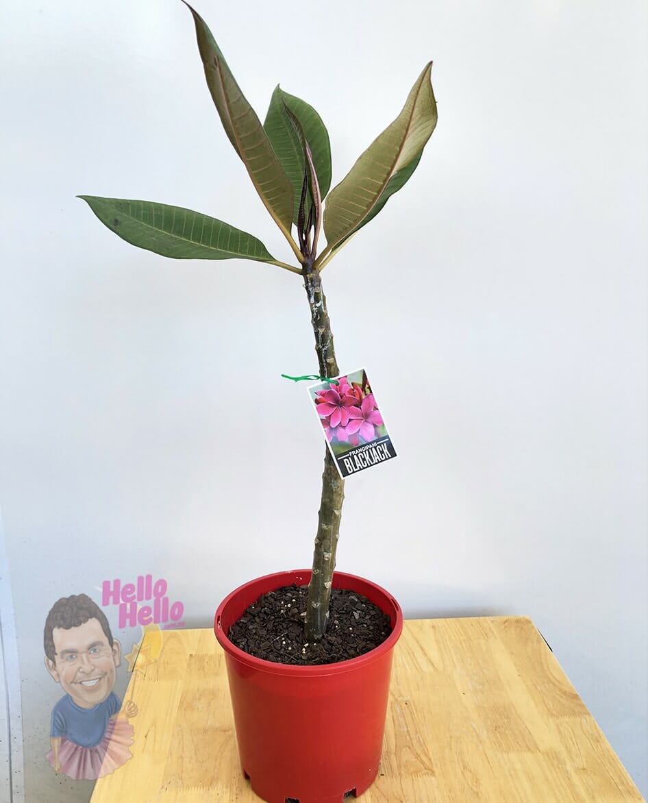 Plumeria 'Blackjack' Frangipani 8" Pot - Image 5