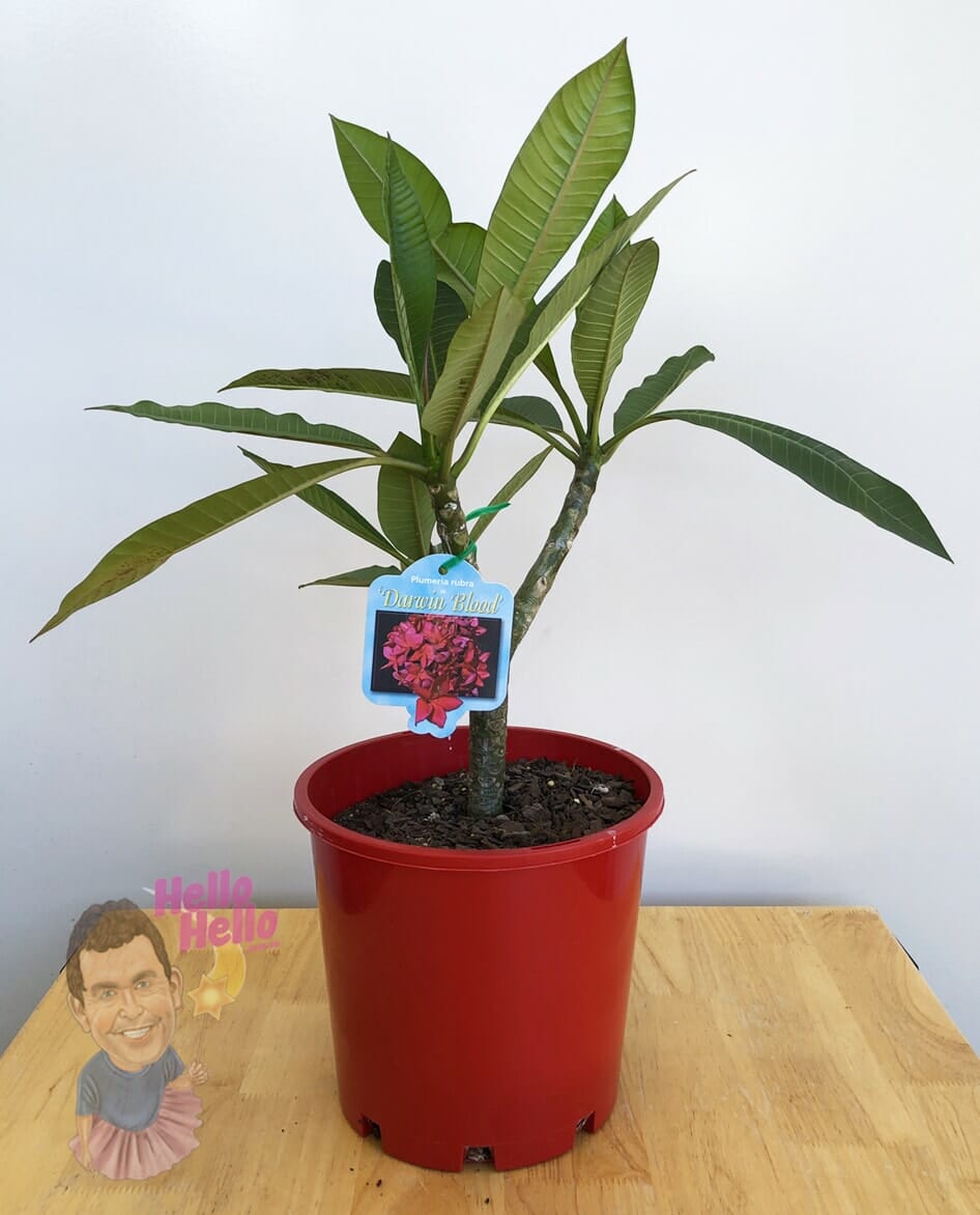 Plumeria 'Darwin Blood/Blood Sun' Frangipani 8" Pot - Image 3