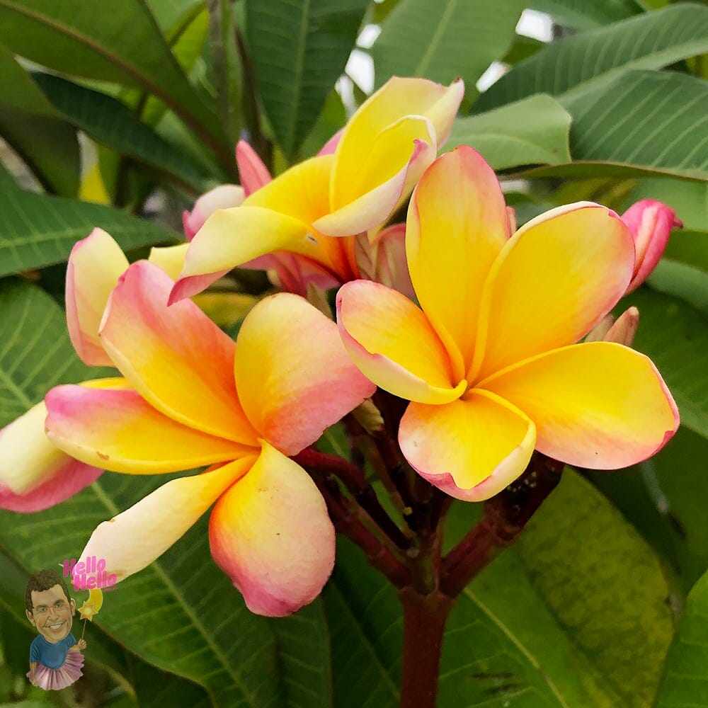 Plumeria 'Frangipani' Assorted 1.5m 16" Pot - Image 4