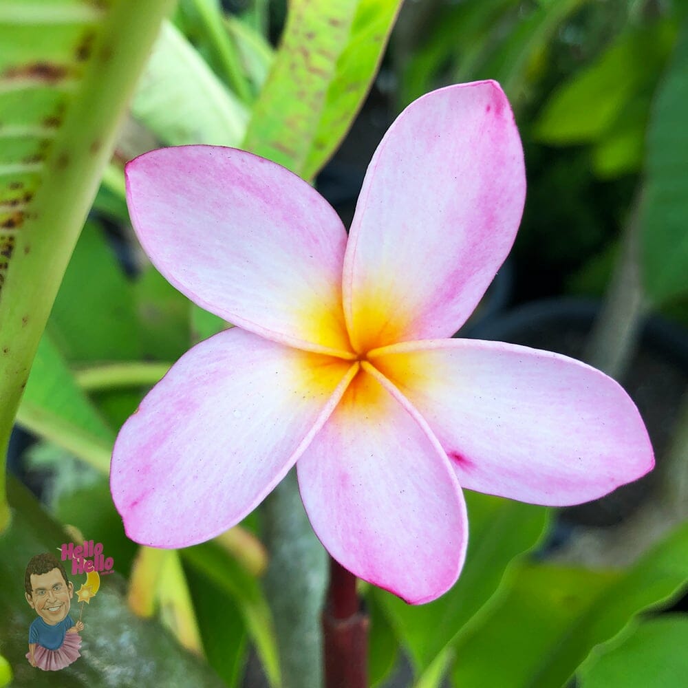 Plumeria 'Frangipani' Assorted 1.5m 16" Pot - Image 3