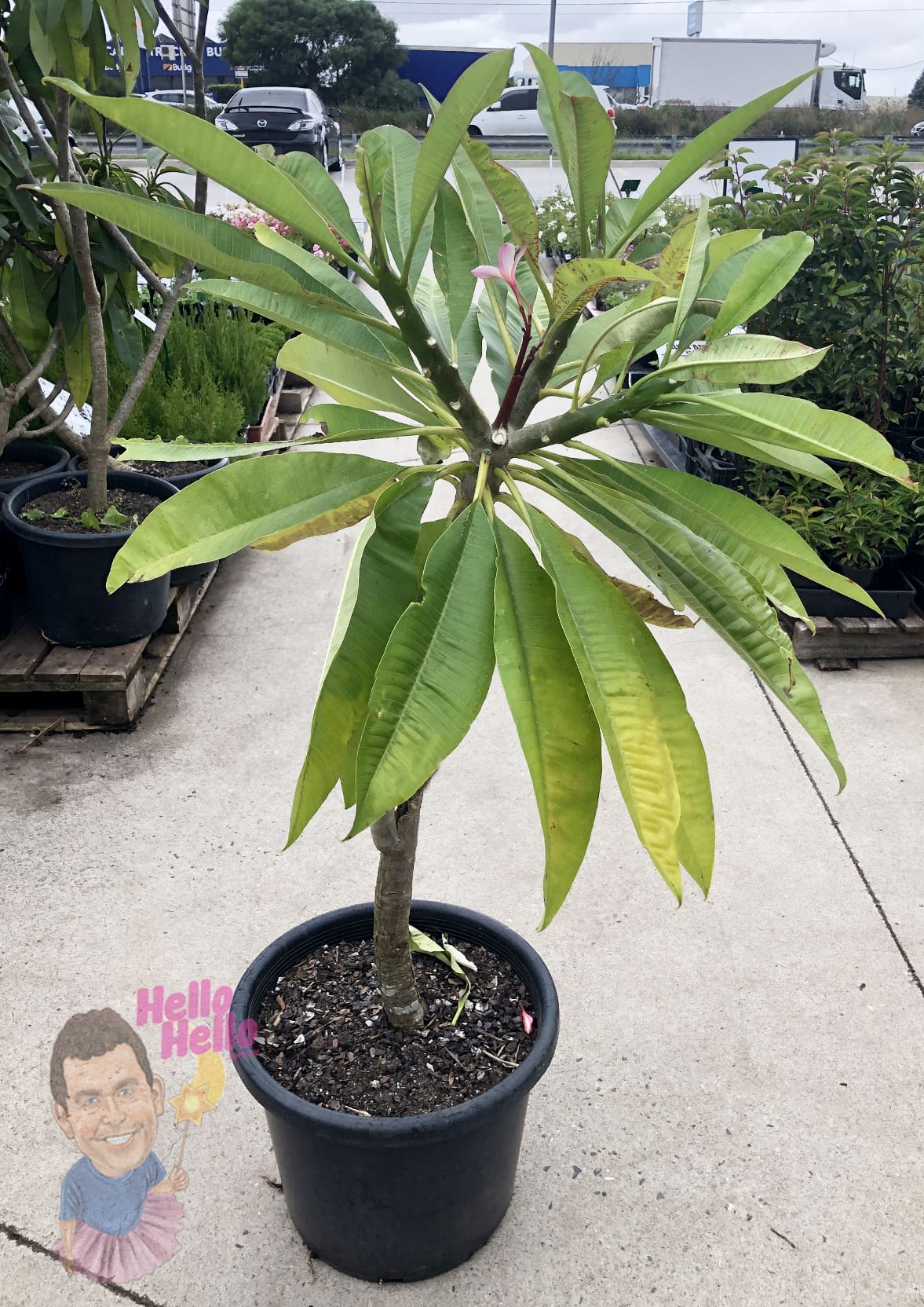 Plumeria 'Frangipani' Assorted 1.5m 16" Pot - Image 2