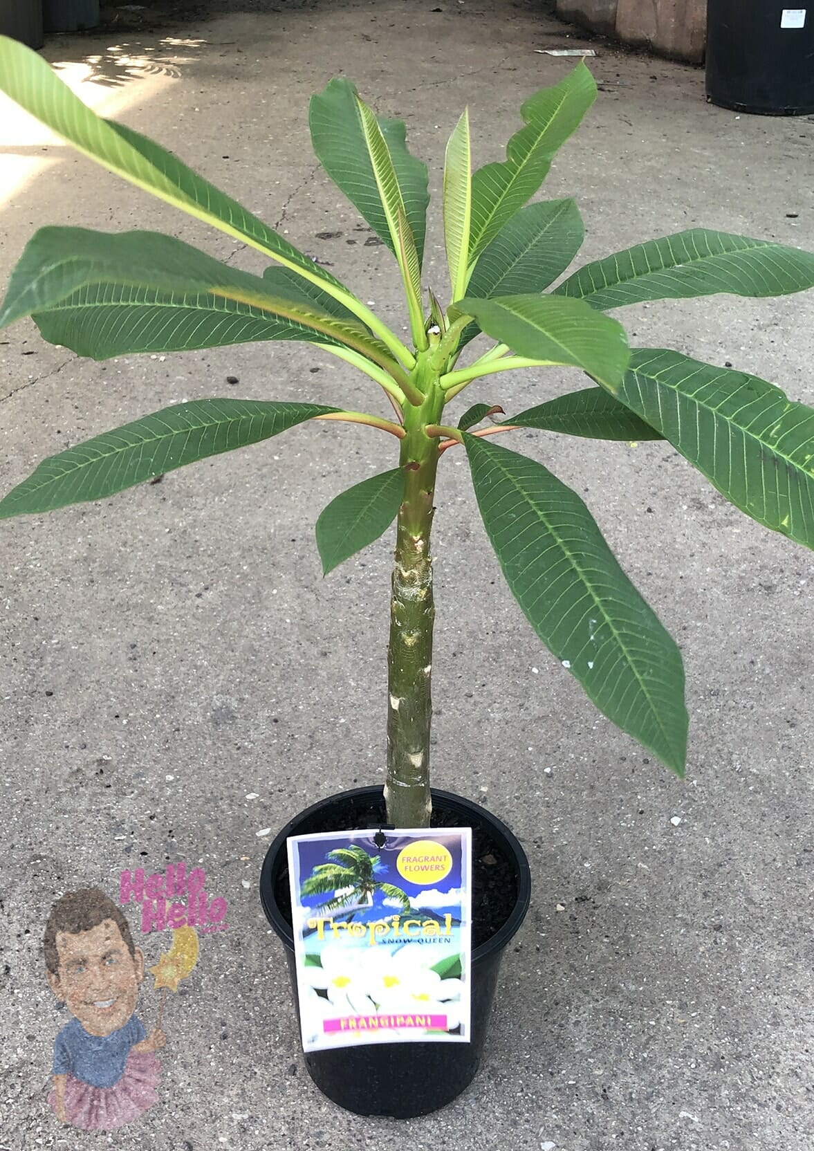Plumeria 'Snow Queen' Frangipani 7" Pot - Image 2