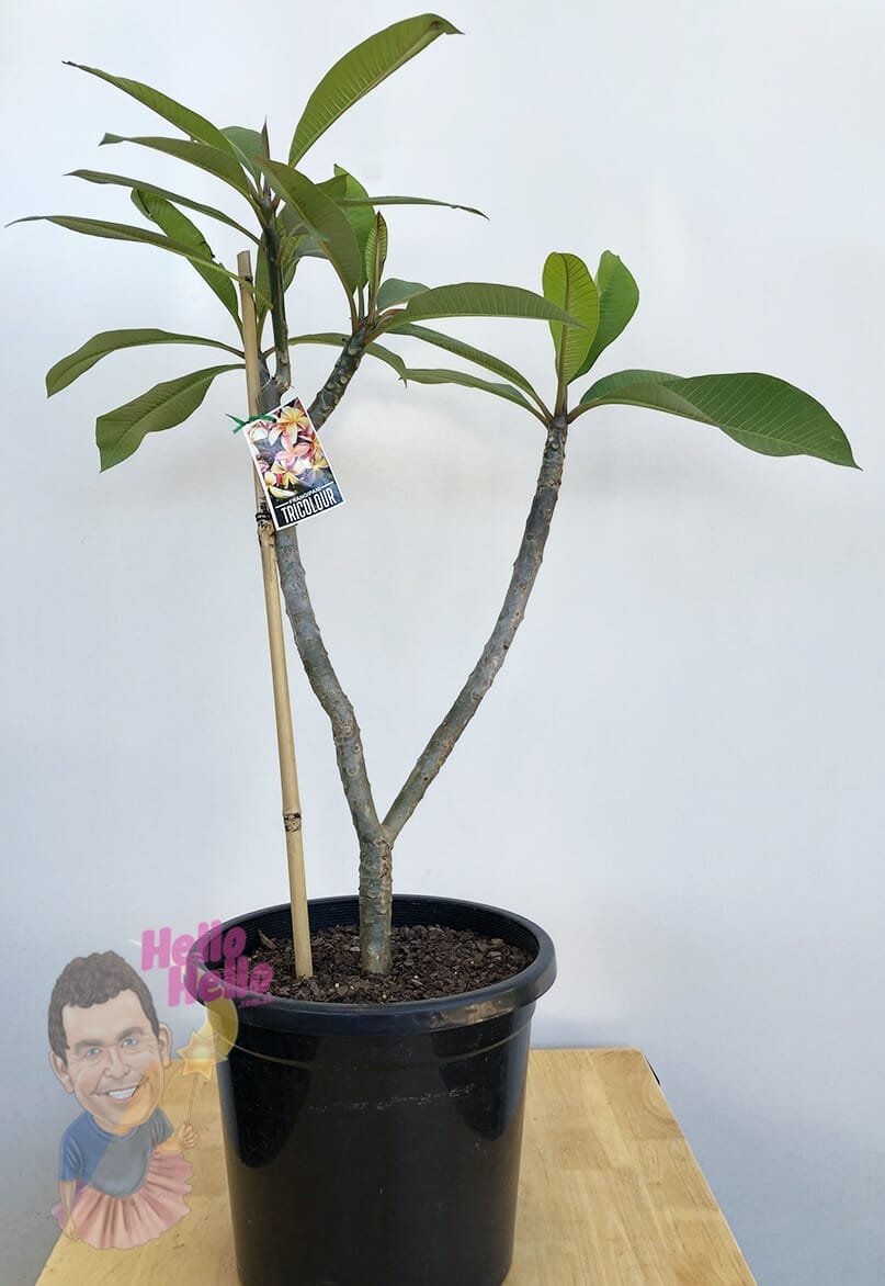 Plumeria 'Tricolour' Frangipani 10" Pot - Image 5
