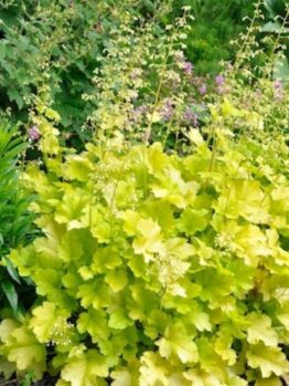 The Heuchera 'Lime Marmalade' Coral Bells in a 6" pot showcases yellow-green foliage with slender flower stalks, adding vibrancy to any garden.