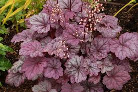 Heuchera 'Sugar Plum' Coral Bells - Image 2