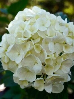 A close-up of the Hydrangea 'Bridal Bouquet' 8" Pot displays a cluster of white hydrangea flowers, their delicate petals highlighted by lush green leaves in the background.