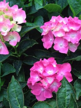 In a 6" pot, the Hydrangea macrophylla 'Piamina' features blooms in pink and white, surrounded by lush green leaves.