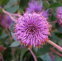 Close-up of an Isopogon 'Pink Coneflower' in a 6" pot, showcasing its purple flower with spiky petals and orange tips, amid lush green leaves.