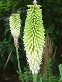 The Kniphofia 'Ice Queen' in its 6" pot showcases elongated, cone-shaped green flower spikes, gracefully set against lush foliage.