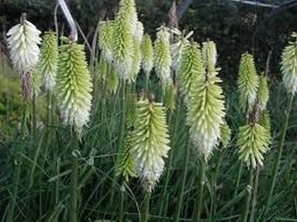 Kniphofia 'Ice Queen' 6" Pot - Image 2