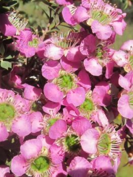 Close-up of vibrant pink flowers with green centers on a Leptospermum 'Seclusions' Tea Tree in a 10" pot.