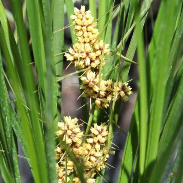A close-up of yellow star-shaped flowers with spiky stems, nestled in a Lomandra 'Verday™' 6" Pot. These vibrant blooms are surrounded by long, narrow green leaves, flourishing beautifully.