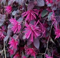 Loropetalum 'Bobz Purple' 6" Pot