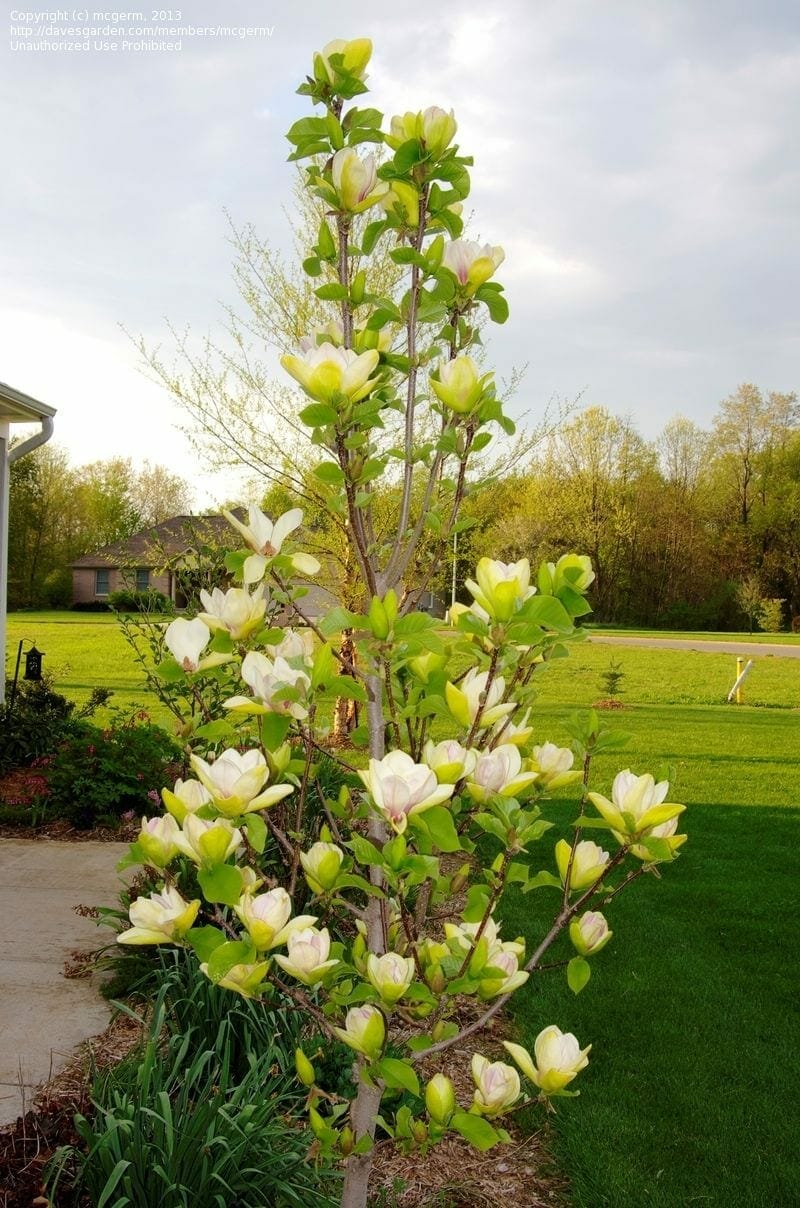 Magnolia 'Sunsation' 8" Pot - Image 2