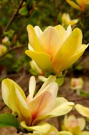 Magnolia 'Sunsation' 8" Pot - Image 3