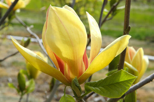 Magnolia 'Sunsation' 8" Pot - Image 4