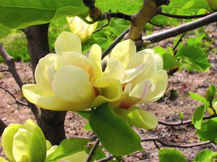 Magnolia 'Sunsation' 8" Pot - Image 5