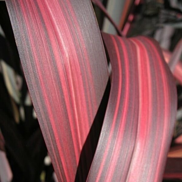 Close-up of Phormium 'Dazzler' Flax's red and green striped leaves with a curved shape, highlighting their texture and color, beautifully showcased in a 6" pot.