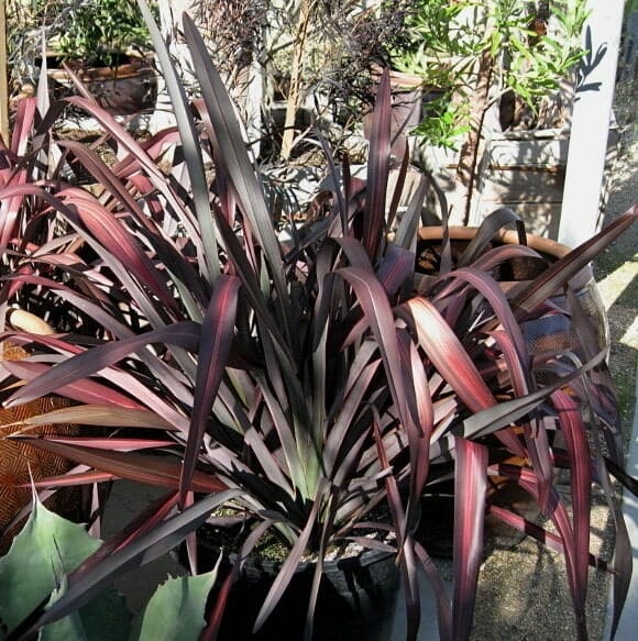 Phormium 'Dazzler' Flax 6" Pot - Image 2