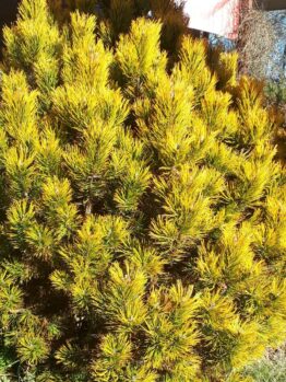 Hello Hello Plants Nursery Campbellfield Melbourne Victoria Australia Pinus mugo 'Aurea' Dwarf Golden Mountain Pine Bush